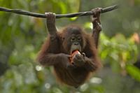 Orangutan (Pongo pygmaeus) young eating fruit, Sab