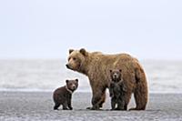 Grizzly Bear (Ursus arctos horribilis) mother and 
