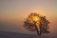 'European Beech (Fagus sylvatica) tree at sunrise,