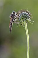 'Robber Fly (Asilidae), Germany'