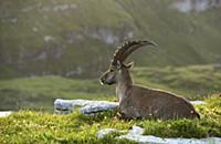'Alpine Ibex (Capra ibex) male resting, Saint Gall