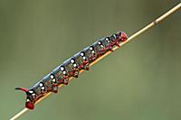 'Leafy Spurge Hawk Moth (Hyles euphorbiae) caterpi