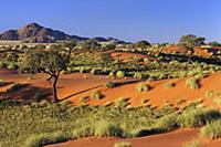 Red dunes and vegetation in morning light, NamibRa