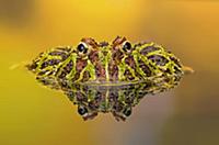 Cranwell's Horned Frog (Ceratophrys cranwelli) in 