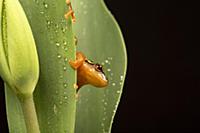Spotted Reed Frog (Hyperolius puncticulatus), nati