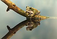 Peacock Tree Frog (Leptopelis vermiculatus), nativ