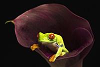 Red-eyed Tree Frog (Agalychnis callidryas) female,