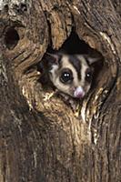 Sugar Glider (Petaurus Breviceps) in tree cavity, 