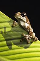Amazon Milk Frog (Trachycephalus resinifictrix), n