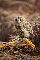 Tawny Owl (Strix aluco), Suffolk, England
