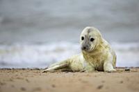 Grey Seal (Halichoerus grypus) pup on beach, Norfo
