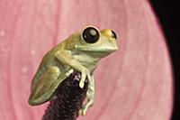 Peacock Tree Frog (Leptopelis vermiculatus), nativ