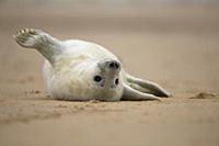 Grey Seal (Halichoerus grypus) pup on beach, Norfo