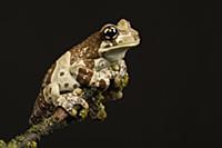 Amazon Milk Frog (Trachycephalus resinifictrix), n