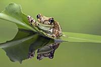 Amazon Milk Frog (Trachycephalus resinifictrix), n