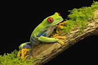Red-eyed Tree Frog (Agalychnis callidryas) female,
