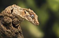 Gargoyle Gecko (Rhacodactylus auriculatus), ear ho