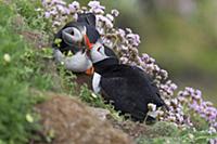 Atlantic Puffin (Fratercula arctica) pair billing,