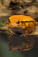 False Tomato Frog (Dyscophus guineti), native to M