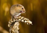 Harvest Mouse (Micromys minutus)on wheat ear, Suff