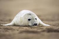 Grey Seal (Halichoerus grypus) pup on beach, Norfo