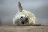 Grey Seal (Halichoerus grypus) pup on beach, Norfo