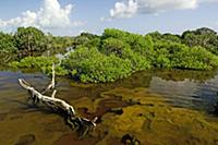 Mangrove forest along shore, Aldabra, Seychelles