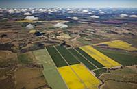 Oil Seed Rape (Brassica napus) fields, Liverpool P