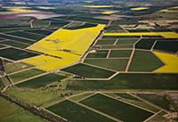 Oil Seed Rape (Brassica napus) fields, Liverpool P