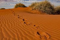 Footprints in sand dune, Simpson Desert, Northern 