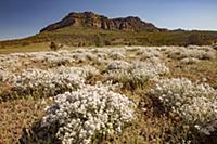 Wildflowers and sandstone rock formation, Flinders