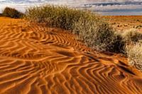 Spinifex Grass (Spinifex sp) on sand dune with foo