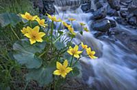 Marsh Marigold (Caltha palustris) flowers on river