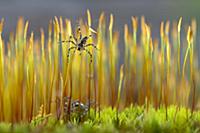 Fishing Spider (Pisauridae) pair on moss, Minnesot