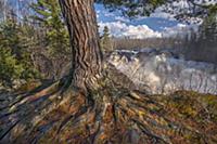 White Pine (Pinus strobus) tree and waterfall, ear