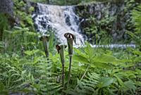 Jack In The Pulpit (Arisaema triphyllum) flowers n