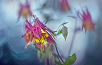 Columbine (Aquilegia sp) flowers, Minnesota