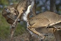 White-tailed Deer (Odocoileus virginianus) pair gr