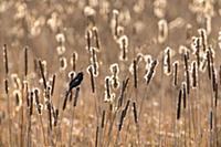 Red-winged Blackbird (Agelaius phoeniceus) male ca