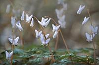 Dutchman's Breeches (Dicentra cucullaria) flowers,