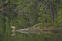 Timber Wolf (Canis lupus) on lakeshore, Minnesota