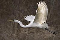 Great Egret (Ardea alba) flying, Minnesota