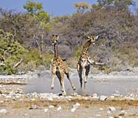 Ангольский Жираф (Giraffa giraffa angolensis). Нац