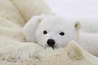 Белый медведь (Ursus maritimus), Четырехмесячный м