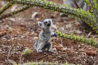 Кольцехвостый лемур (Lemur catta), малыш глядящий 