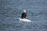 Белоголовый орлан (Haliaeetus leucocephalus), на д