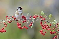 Европейский щегол (Carduelis carduelis). Кадис, Ис