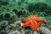 Красная морская-Звезда (Porania pulvillus) на ложе