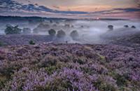 Цветущий вереск (Calluna vulgaris). Нидерланды (Ne