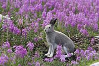 Арктический заяц (Lepus arcticus) в летнем одеянии
